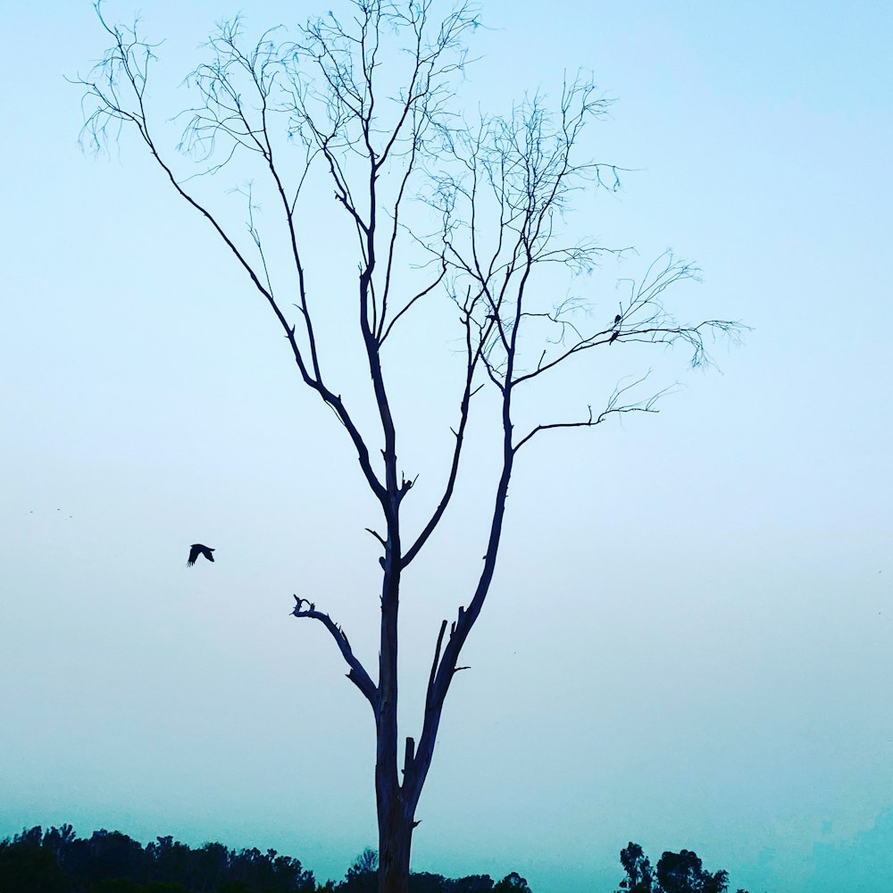 bare tree under gray sky