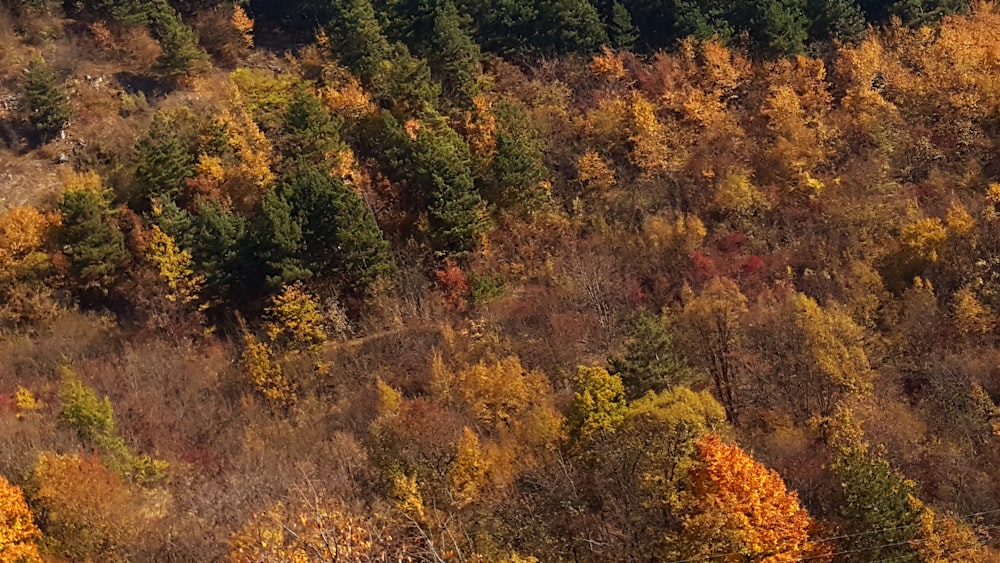 brown and green trees during daytime