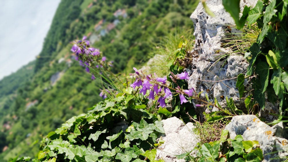 purple flower on gray rock