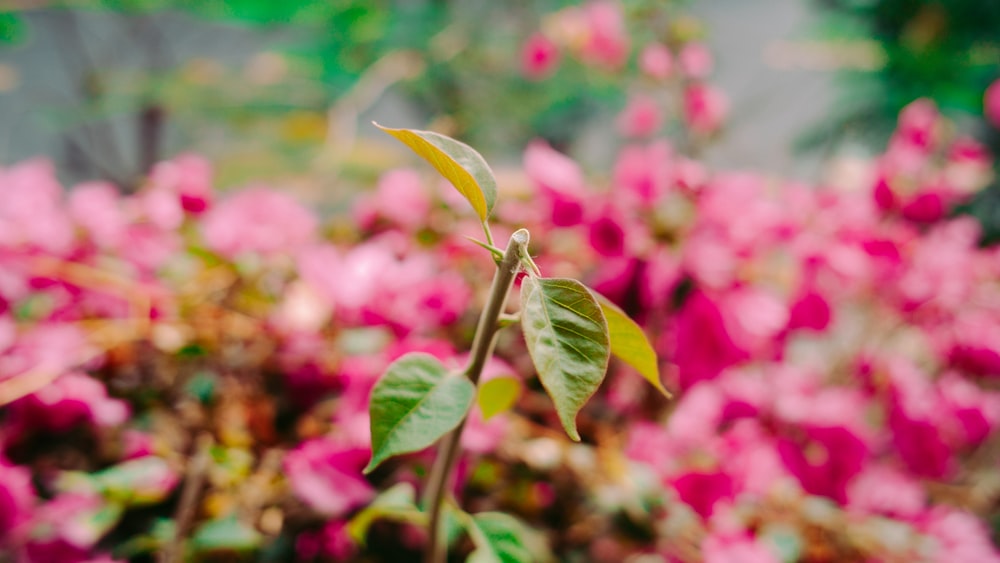 green leaf plant in tilt shift lens