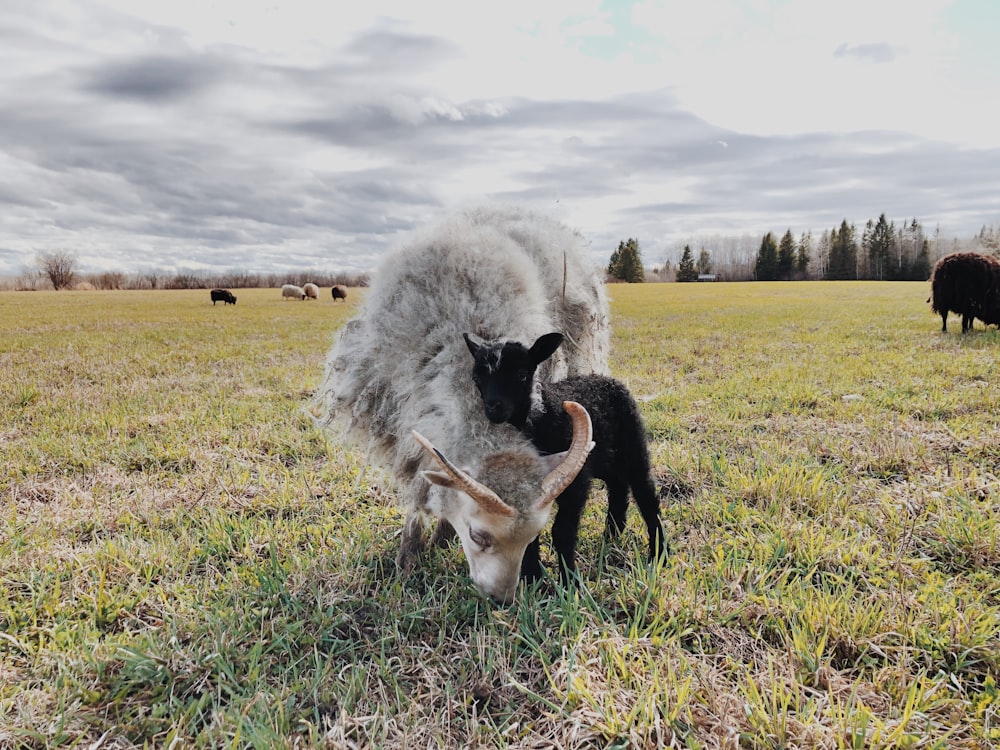 white and black sheep on green grass field during daytime