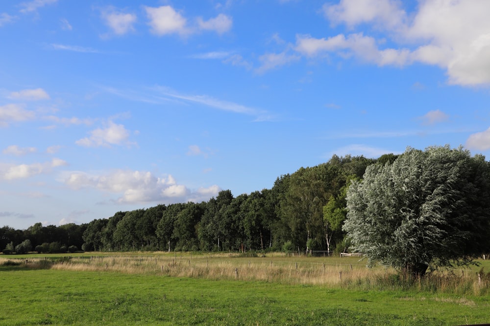 green grass field near trees under blue sky during daytime