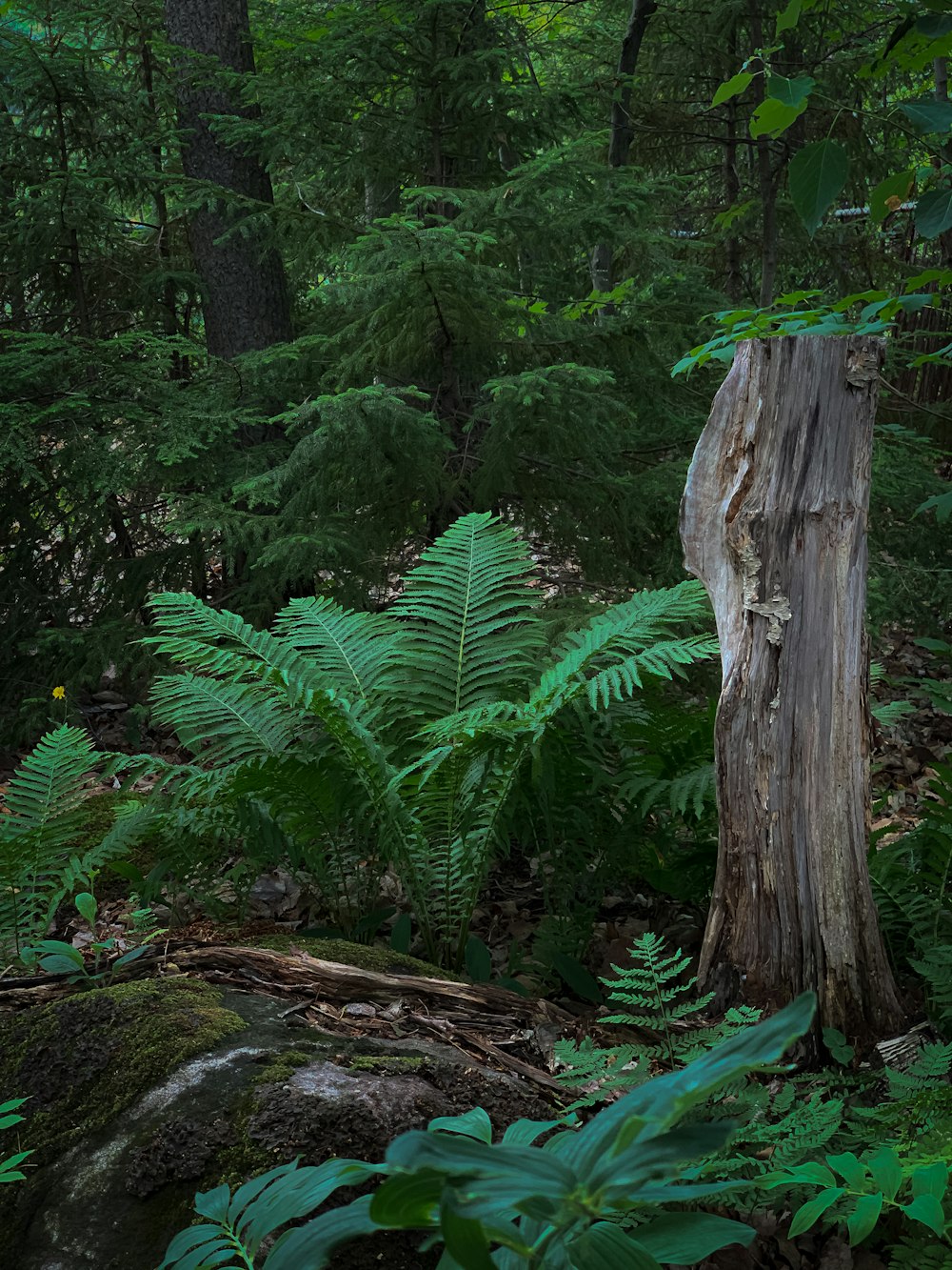 green fern plant near brown tree trunk