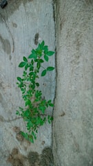 A small plant with green leaves grows out of a crack in a concrete surface. The texture of the concrete is rough, with visible scratches and dirt. The plant is lush and vibrant, contrasting against the muted gray and brown tones of the background.