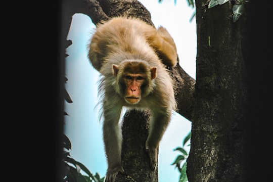 brown monkey on tree branch in Indore India