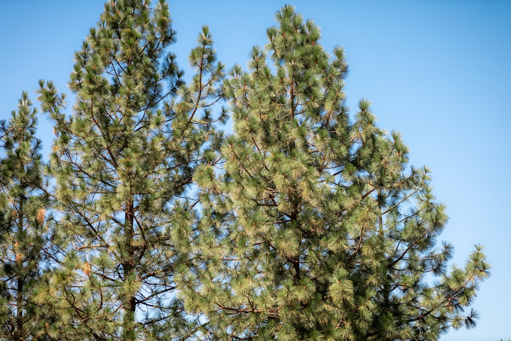 green and brown tree under blue sky during daytime