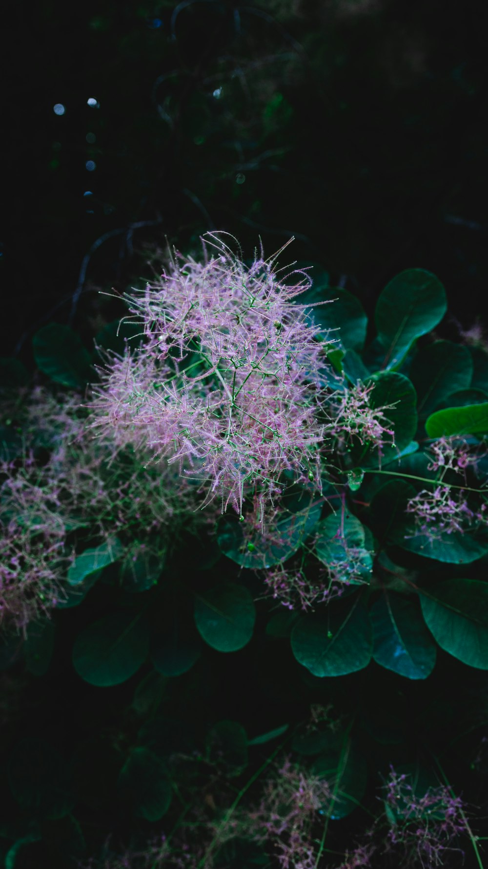 plante verte et rose en gros plan photographie