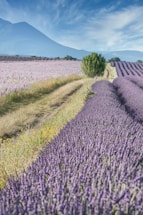 purple flower field under blue sky during daytime