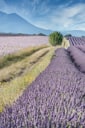 Lavender Field