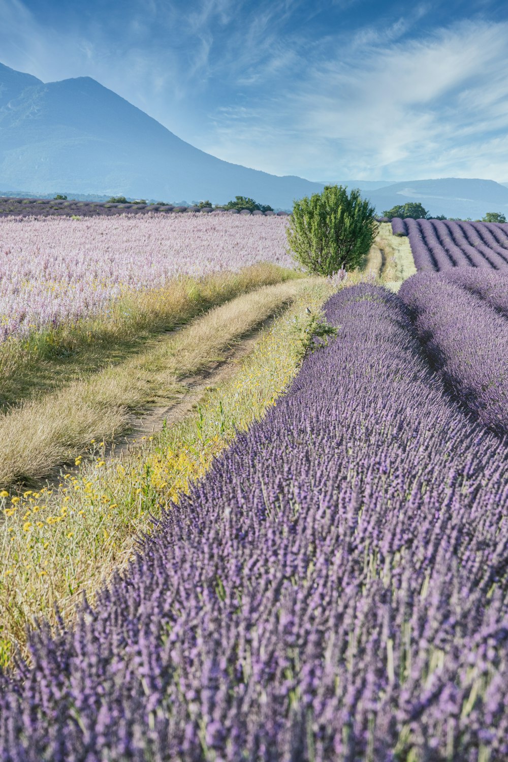 campo di fiori viola sotto il cielo blu durante il giorno