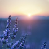 purple flower field during sunset