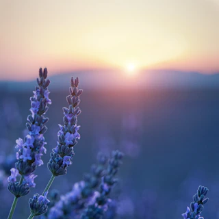 La Maison d'Yvette gîte location de Vacances Le Barroux Provence Mont Ventoux