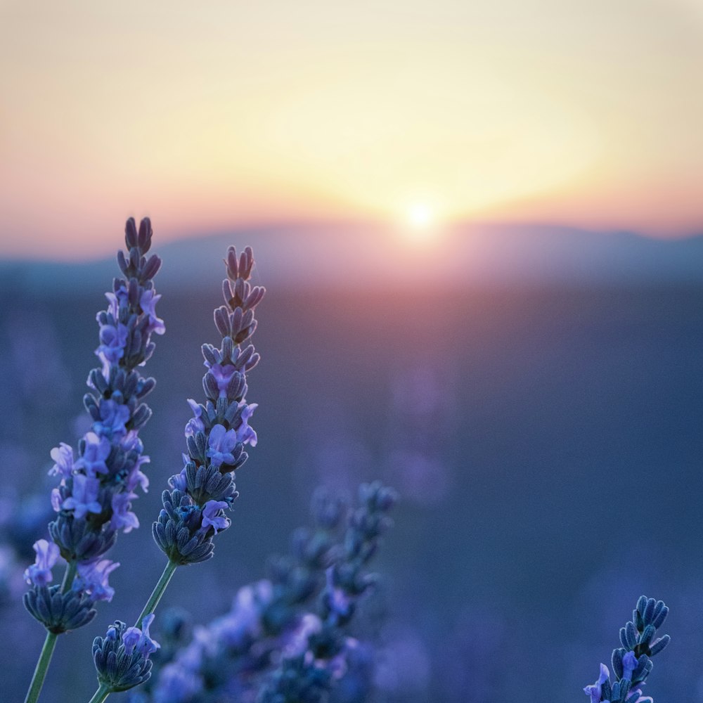 purple flower field during sunset