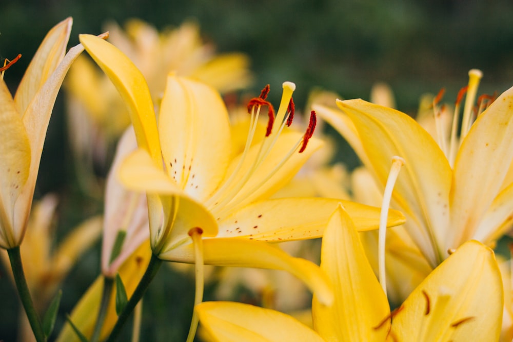 yellow flower in tilt shift lens