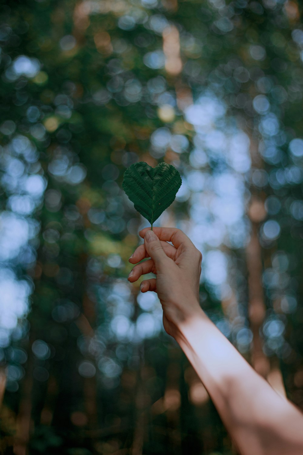 person holding green leaf during daytime