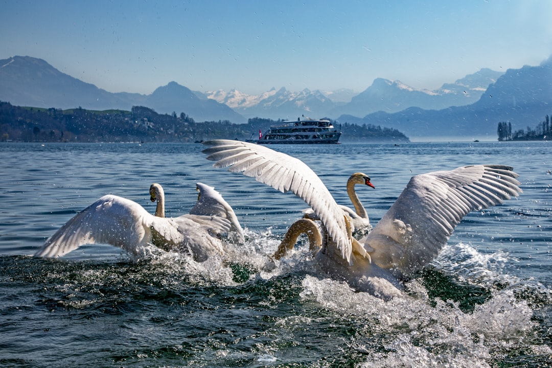 white swan on water during daytime