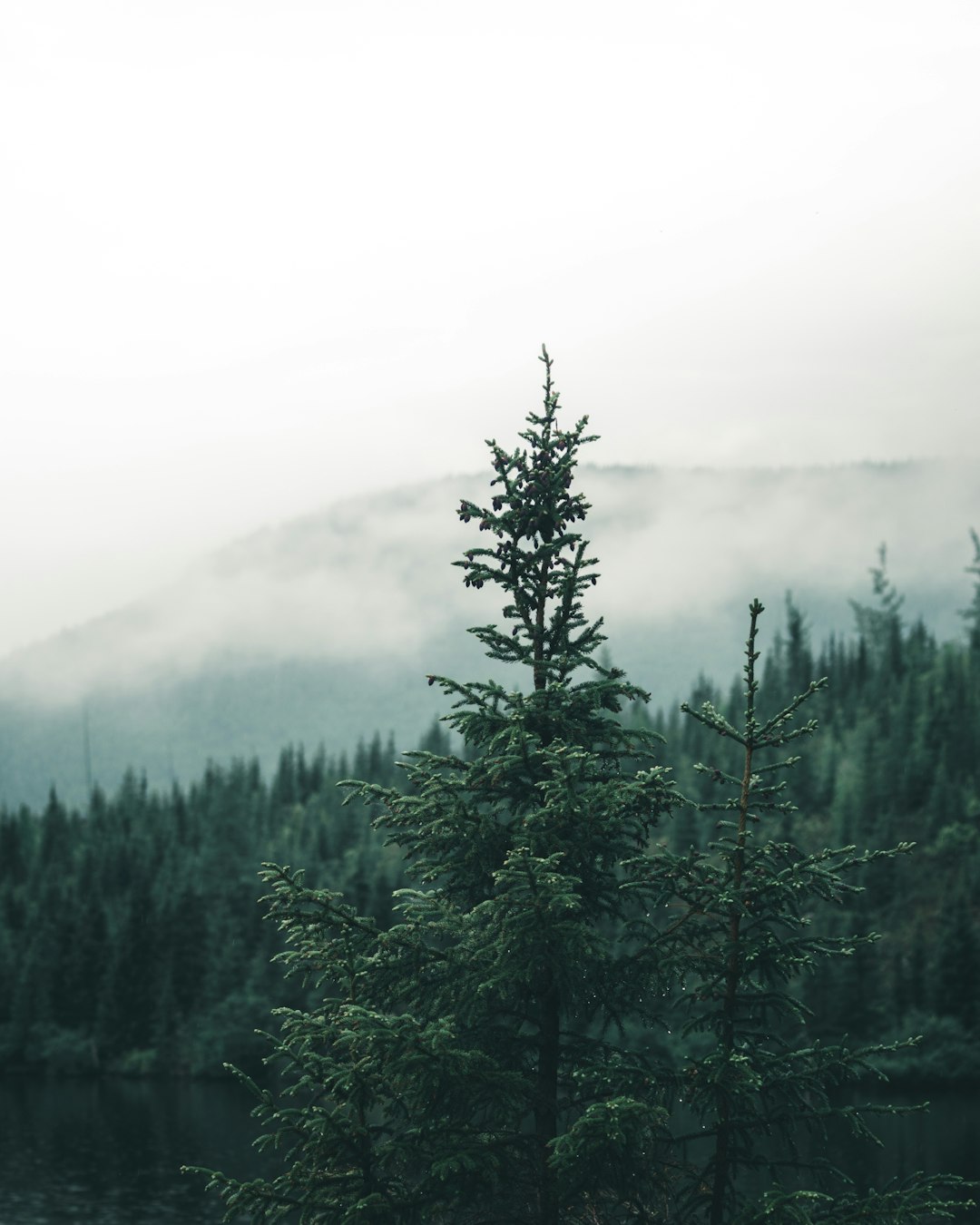 Tropical and subtropical coniferous forests photo spot Grands-Jardins National Park Charlevoix