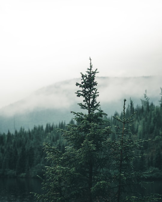 green pine tree on mountain in Grands-Jardins National Park Canada