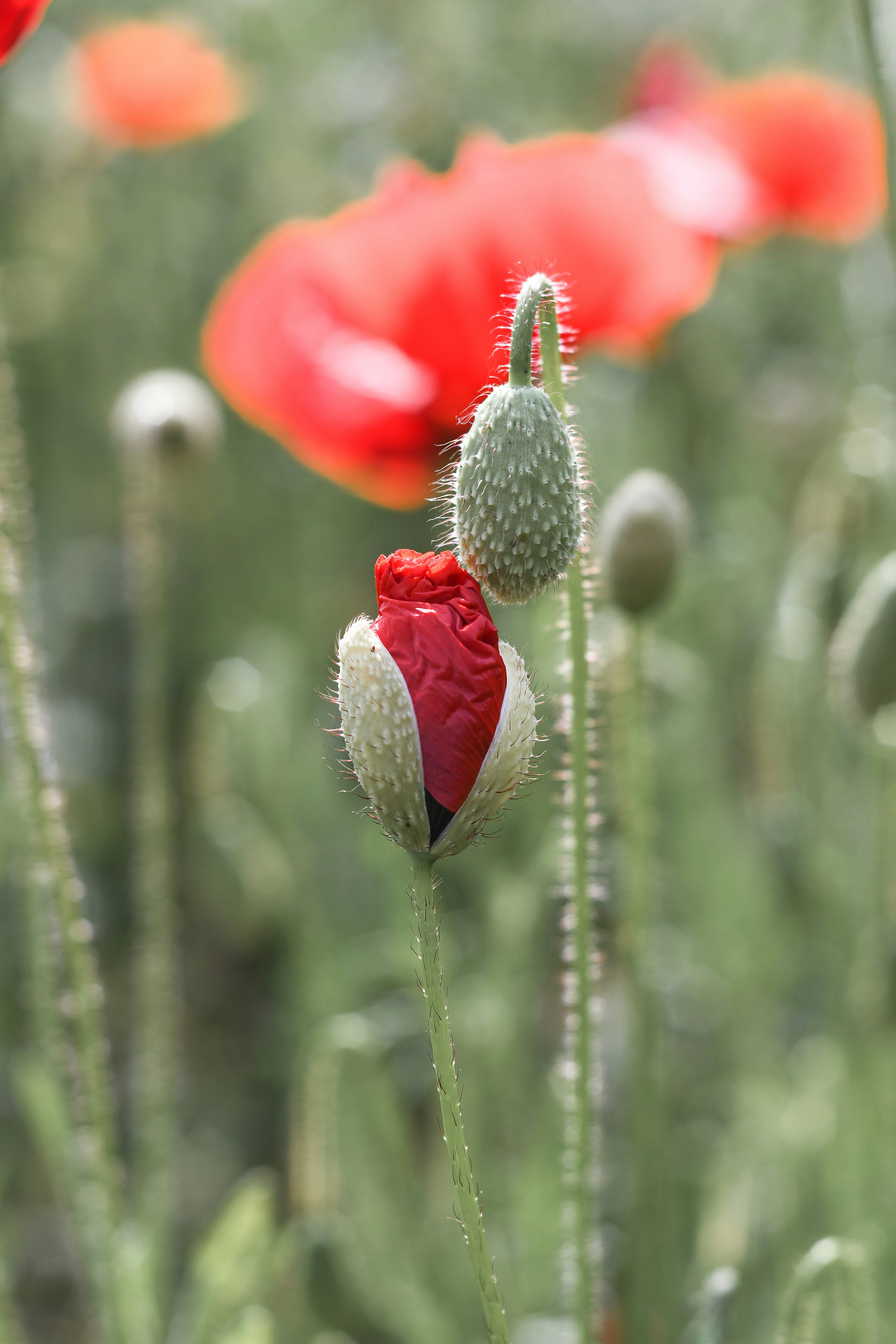 red flower in tilt shift lens