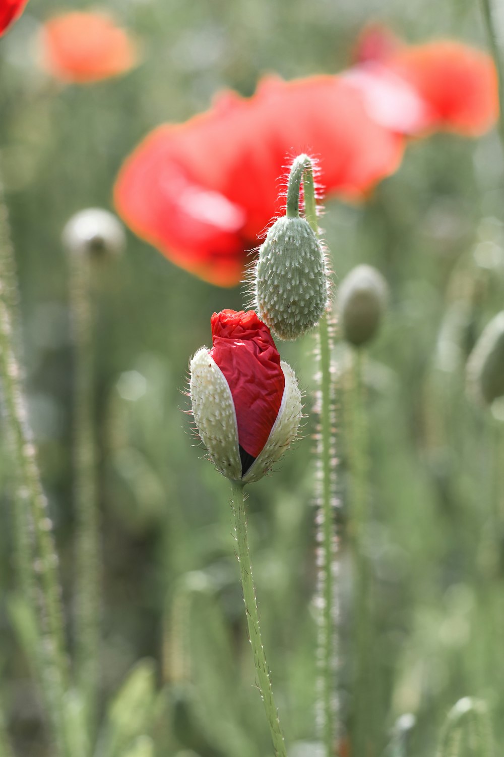 red flower in tilt shift lens