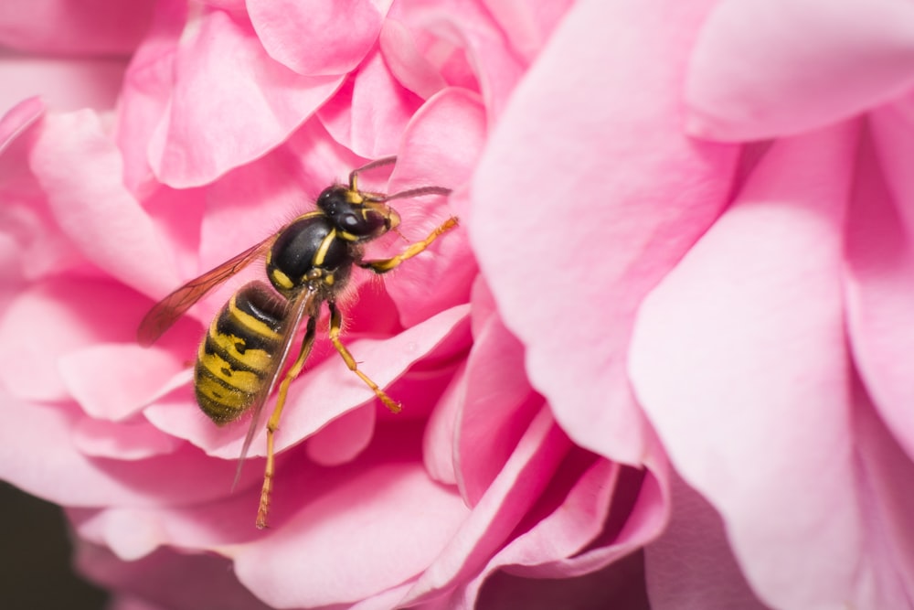 abeille noire et jaune sur fleur rose