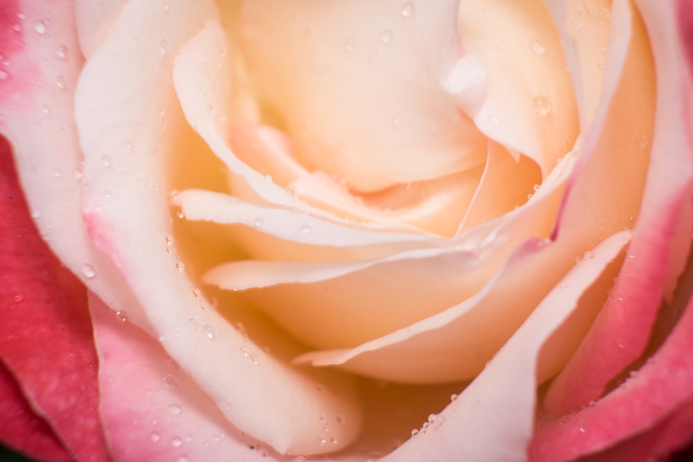 white rose in persons hand