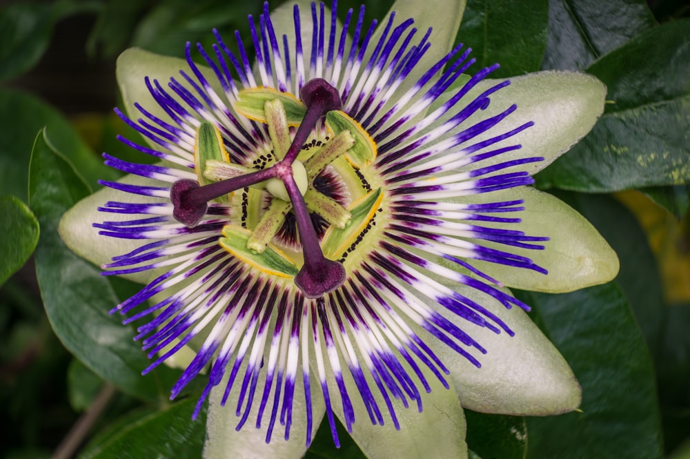 fleur violette et blanche en gros plan photographie