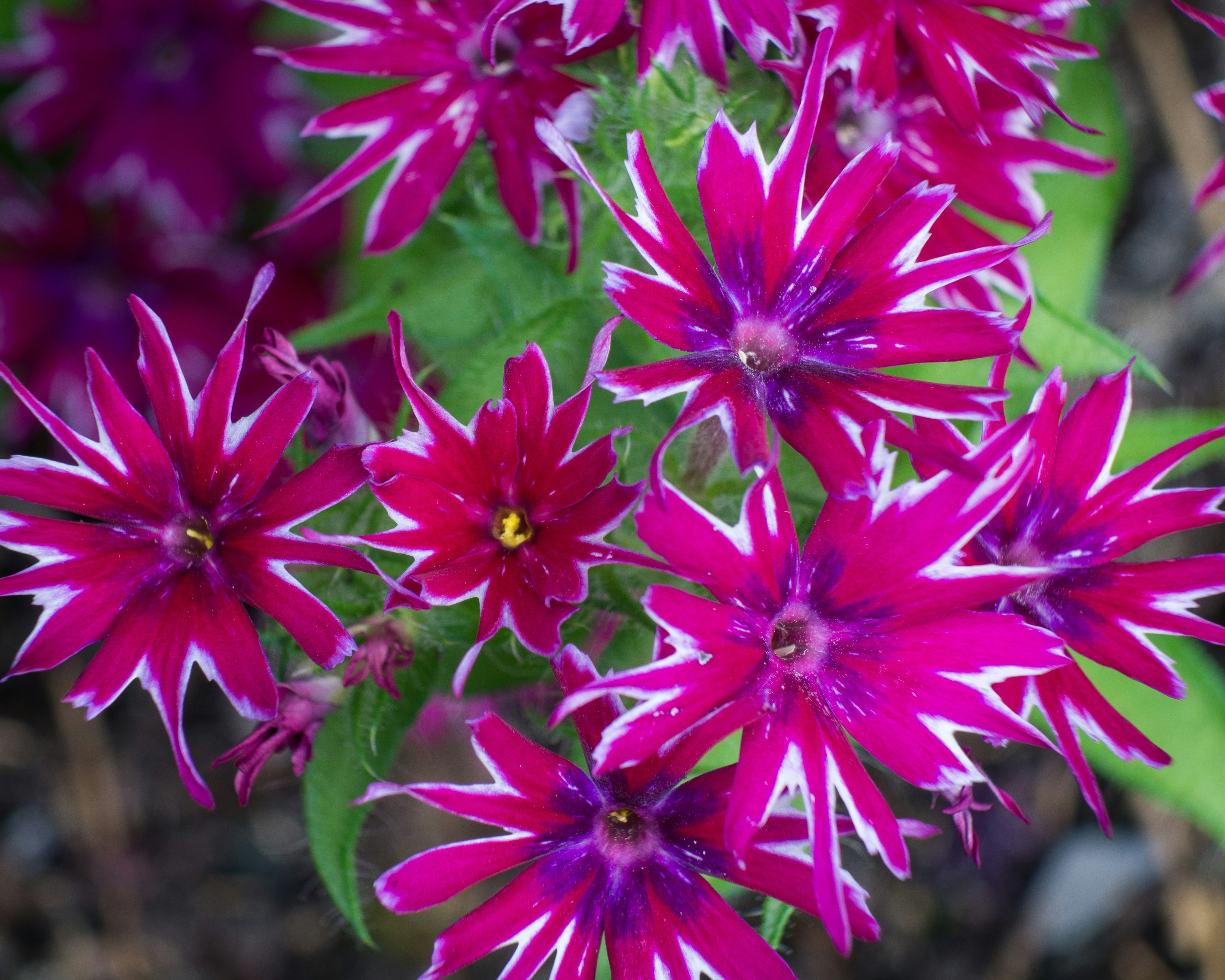Pink and green flower in macro lens - Free Photo on Unsplash