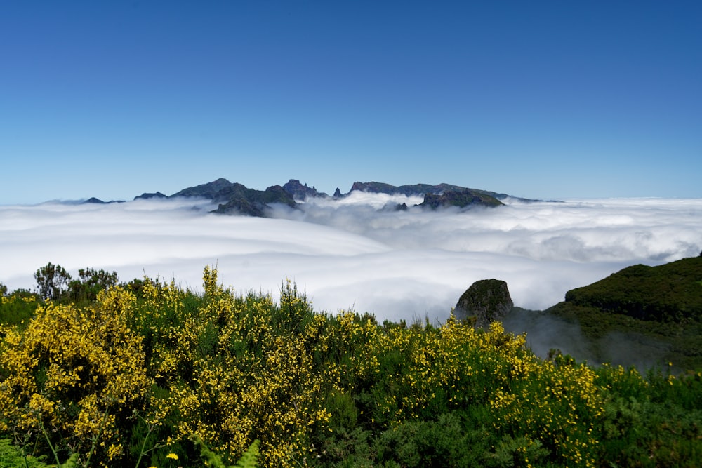 green trees near mountain under blue sky during daytime