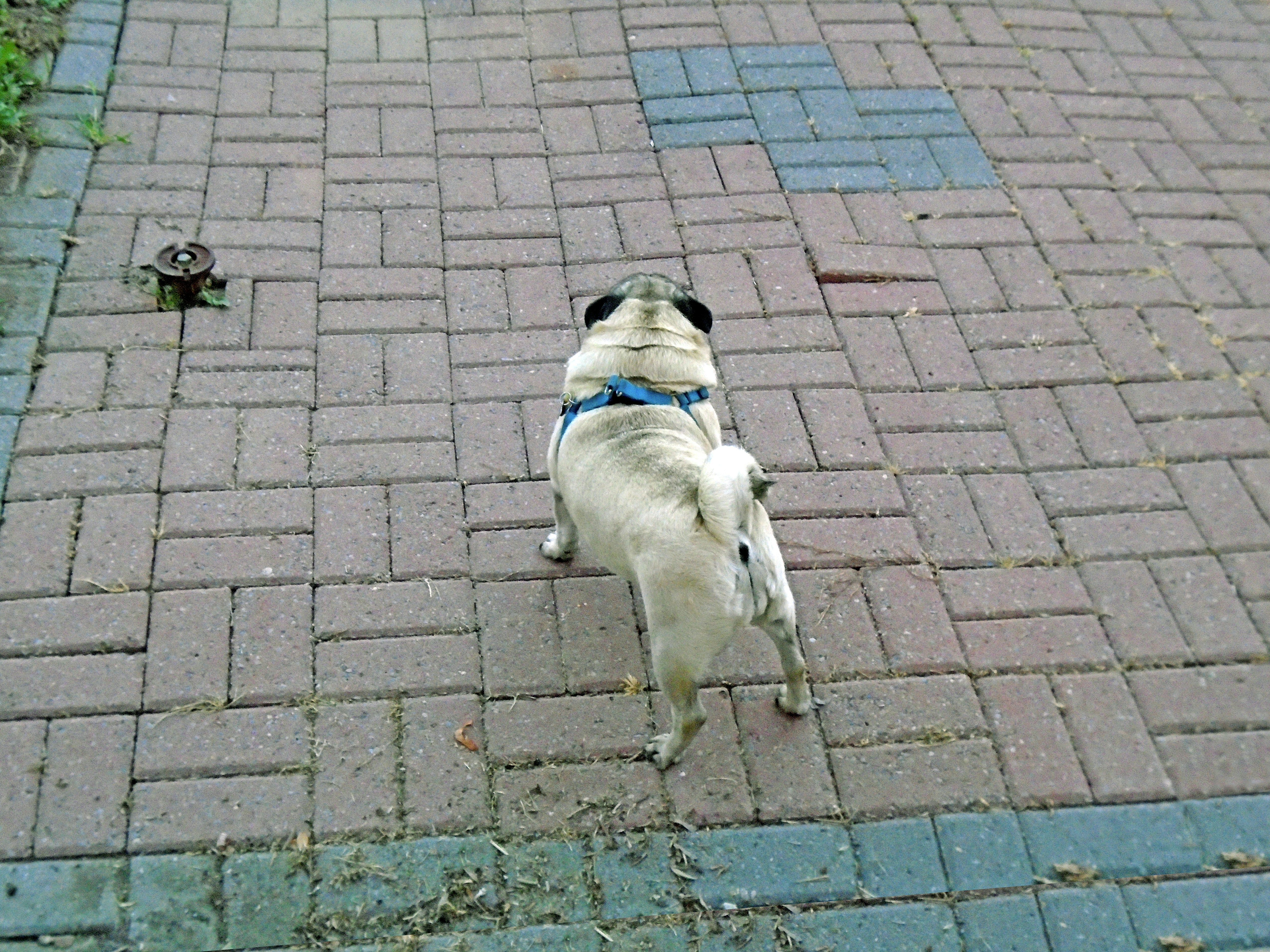 The domestic dog is a member of the genus Canis, which forms part of the wolf-like canids, and is the most widely abundant terrestrial carnivore. The dog and the extant gray wolf are sister taxa as modern wolves are not closely related to the wolves that were first domesticated, which implies that the direct ancestor of the dog is extinct. The dog was the first animal to be domesticated, and has been selectively bred over millennia for various behaviors, sensory capabilities, and physical attributes.