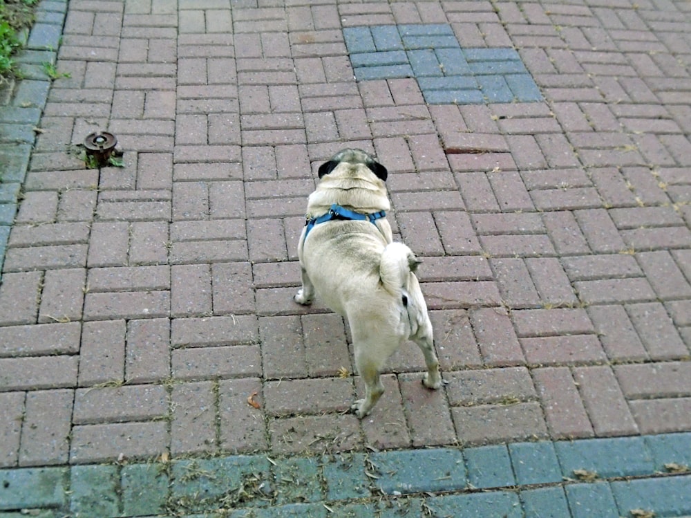 fawn pug on brown brick floor