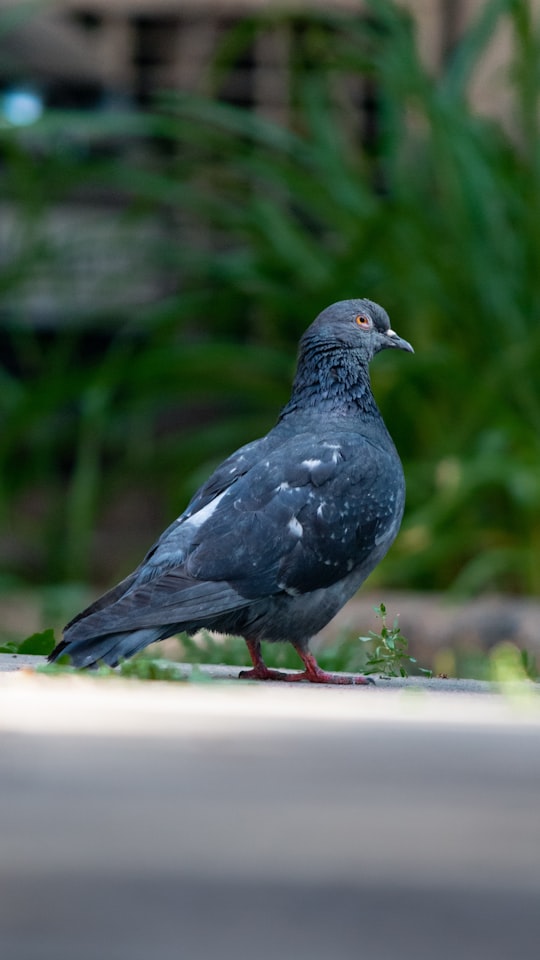 black and gray bird on white surface in Voronezh Russia