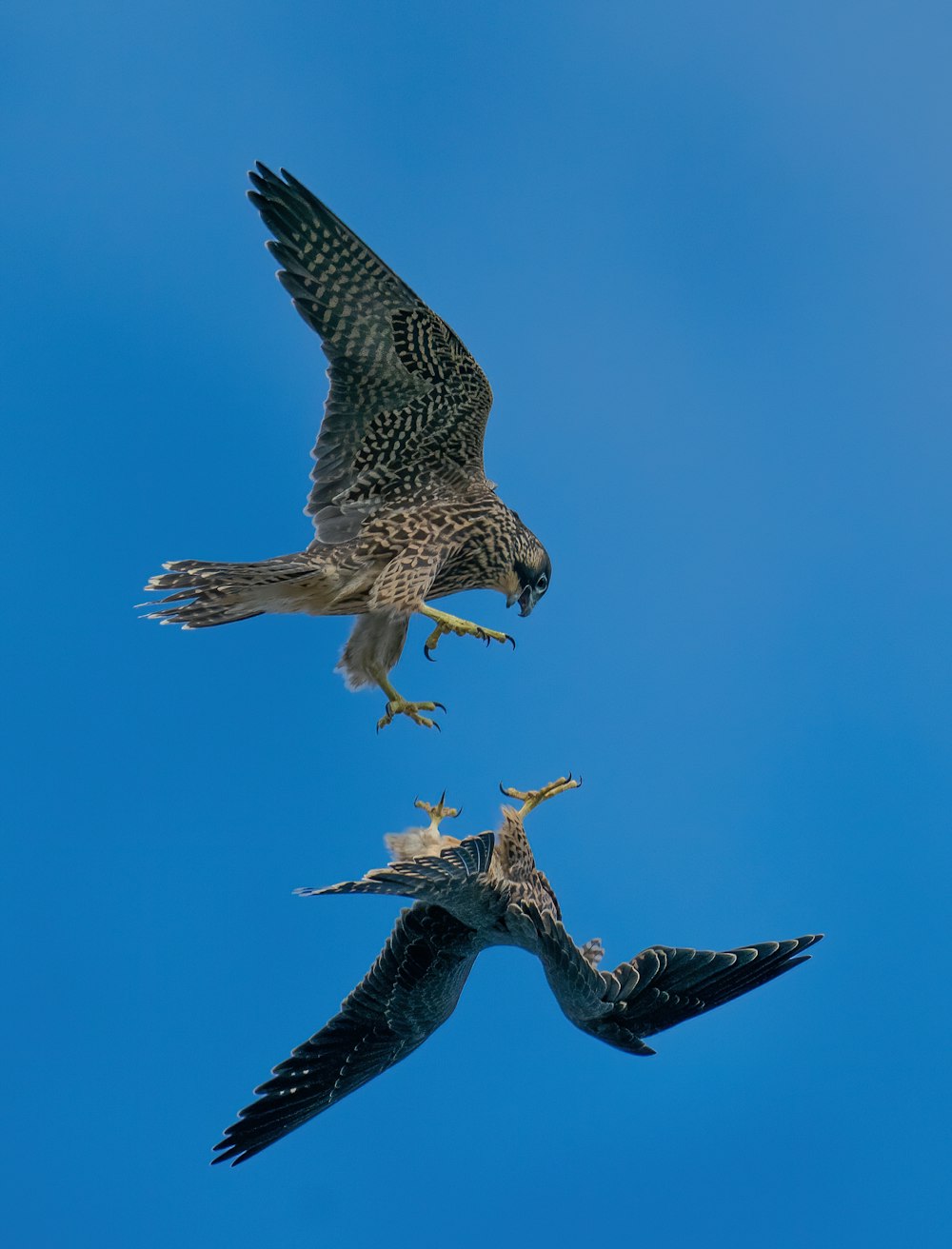 brown and black bird flying under blue sky during daytime