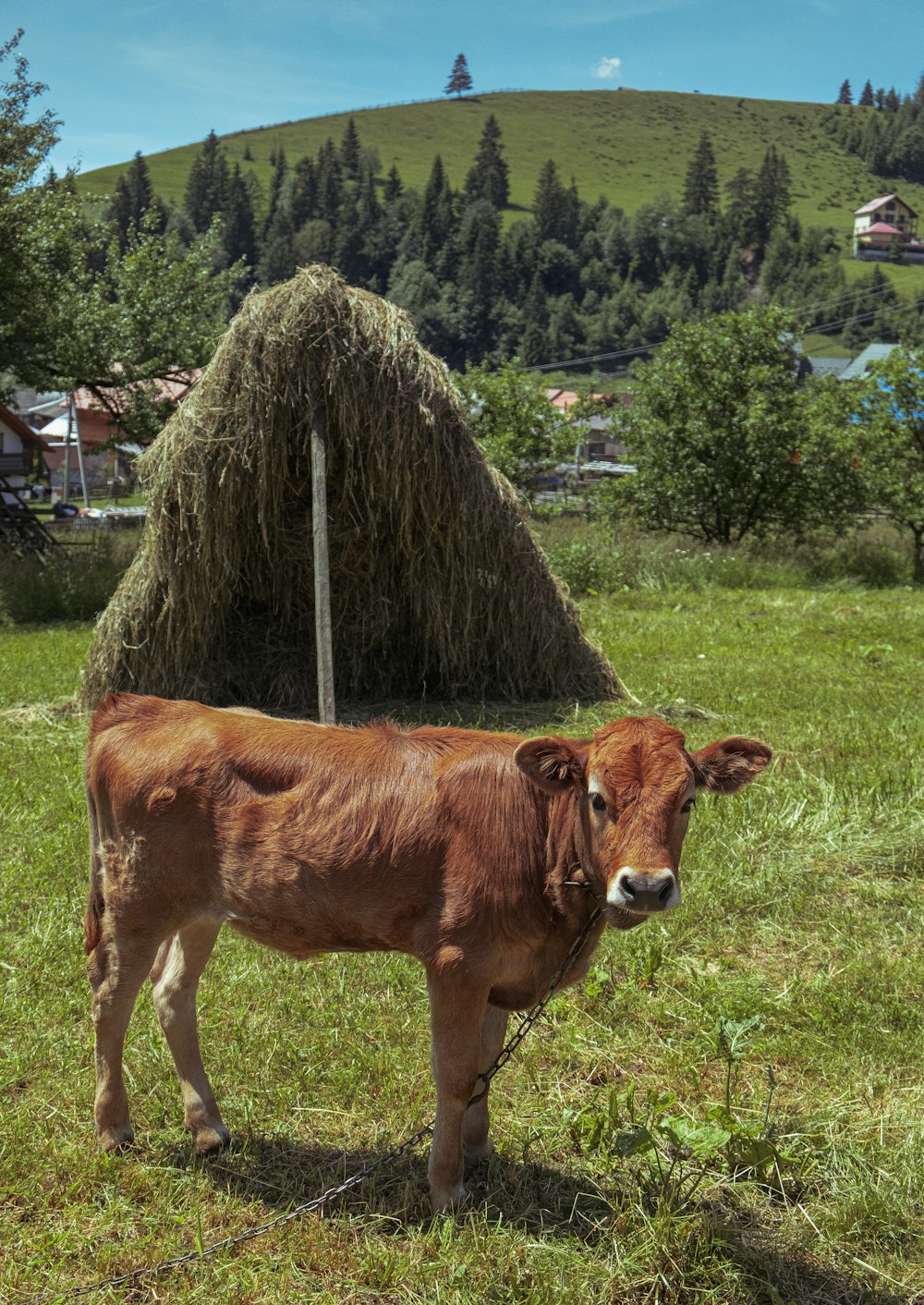 brown cow on green grass field during daytime