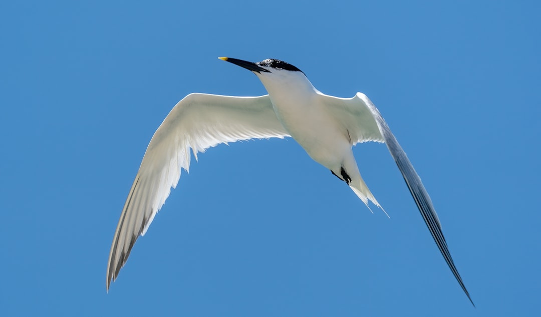 white bird flying during daytime