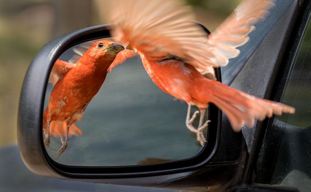 brown bird on car window during daytime