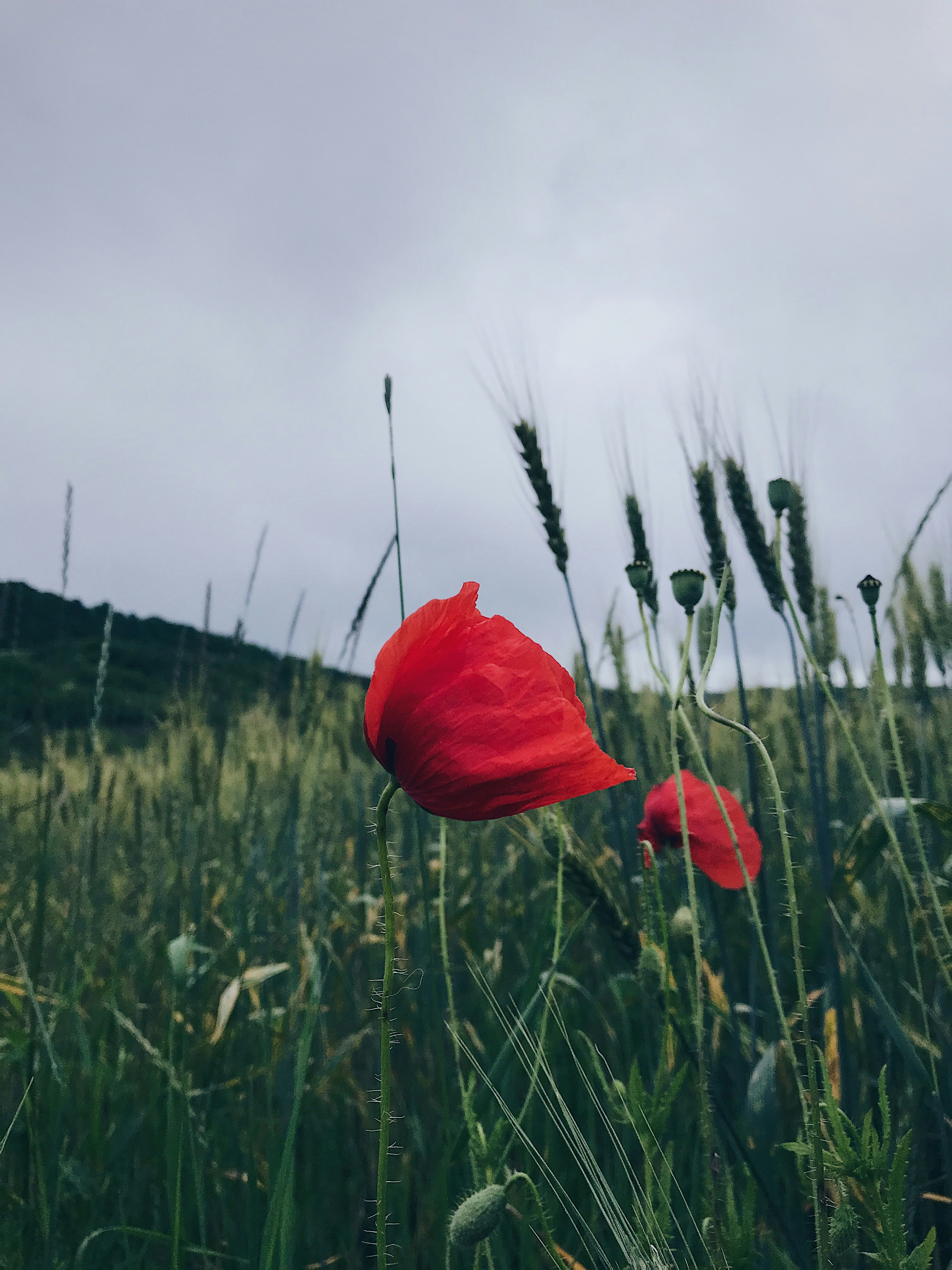 Photo by dariuscotoi