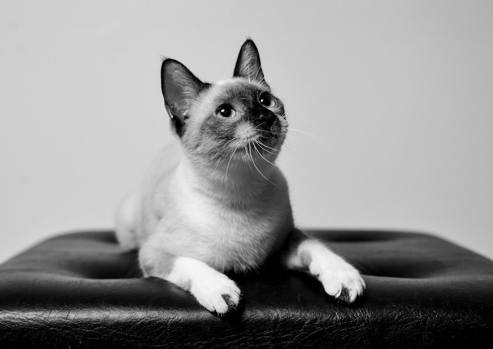 grayscale photo of cat on black leather textile