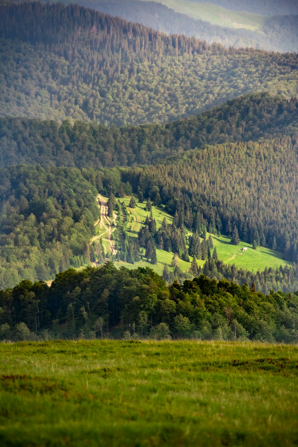 green trees on mountain during daytime