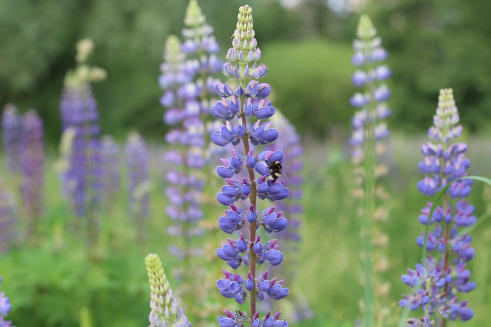 purple flower buds in tilt shift lens