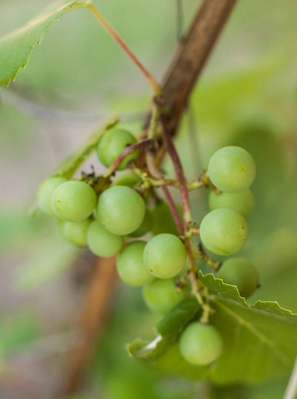 green round fruits on brown stem