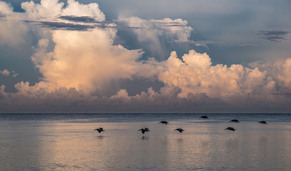 birds on sea under cloudy sky during daytime