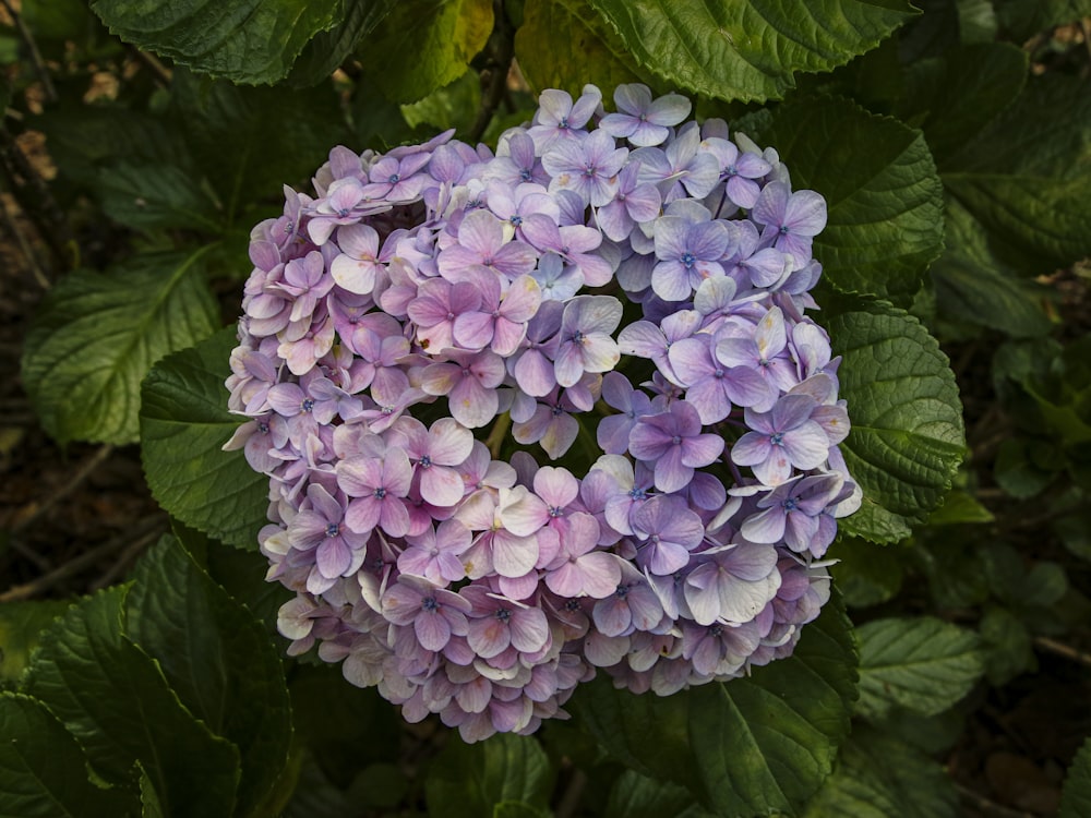 purple flowers with green leaves