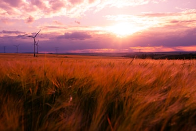 brown grass field during sunset eve google meet background