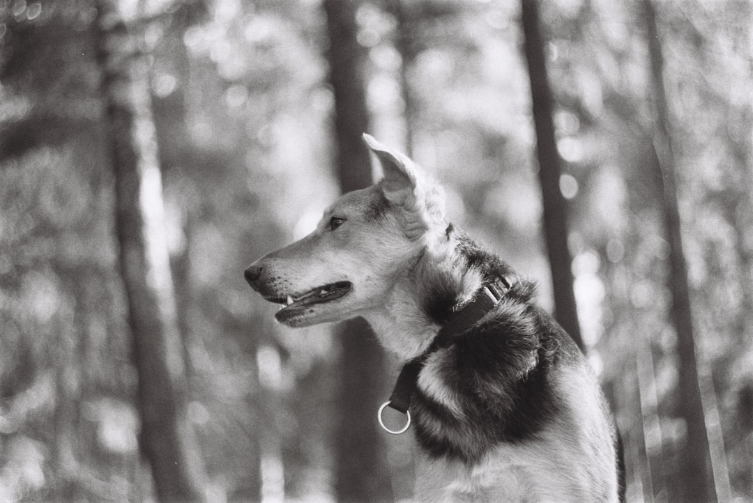 grayscale photo of a dog