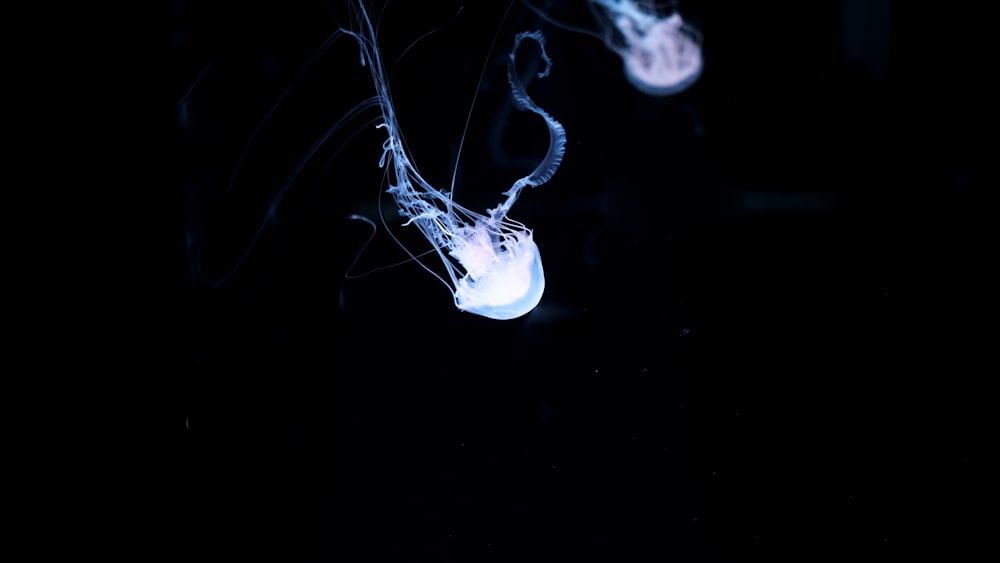 white jelly fish in water