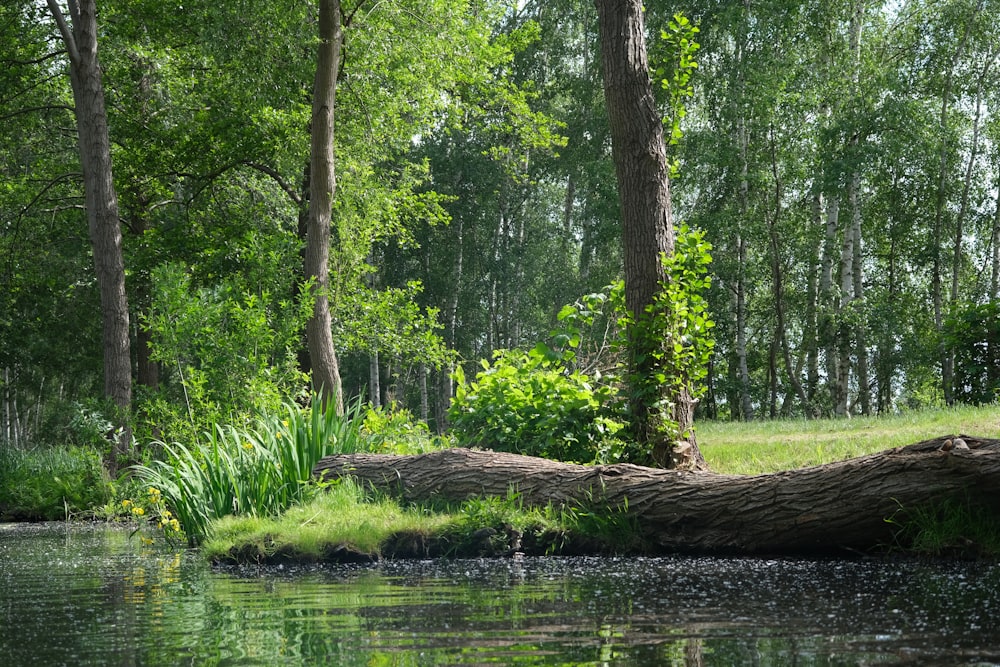 green trees beside river during daytime