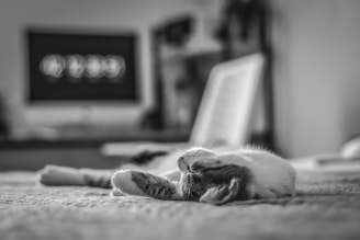 grayscale photo of cat lying on bed
