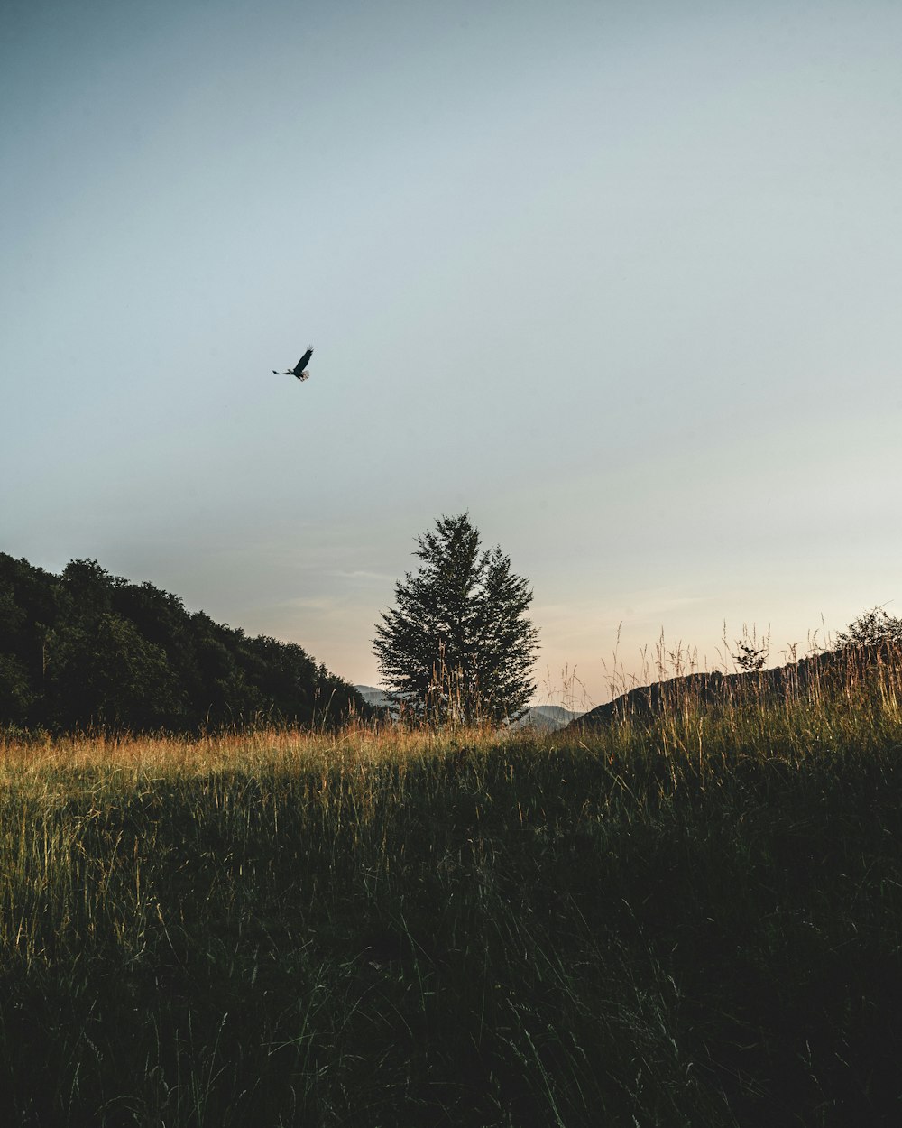 bird flying over green grass field during daytime