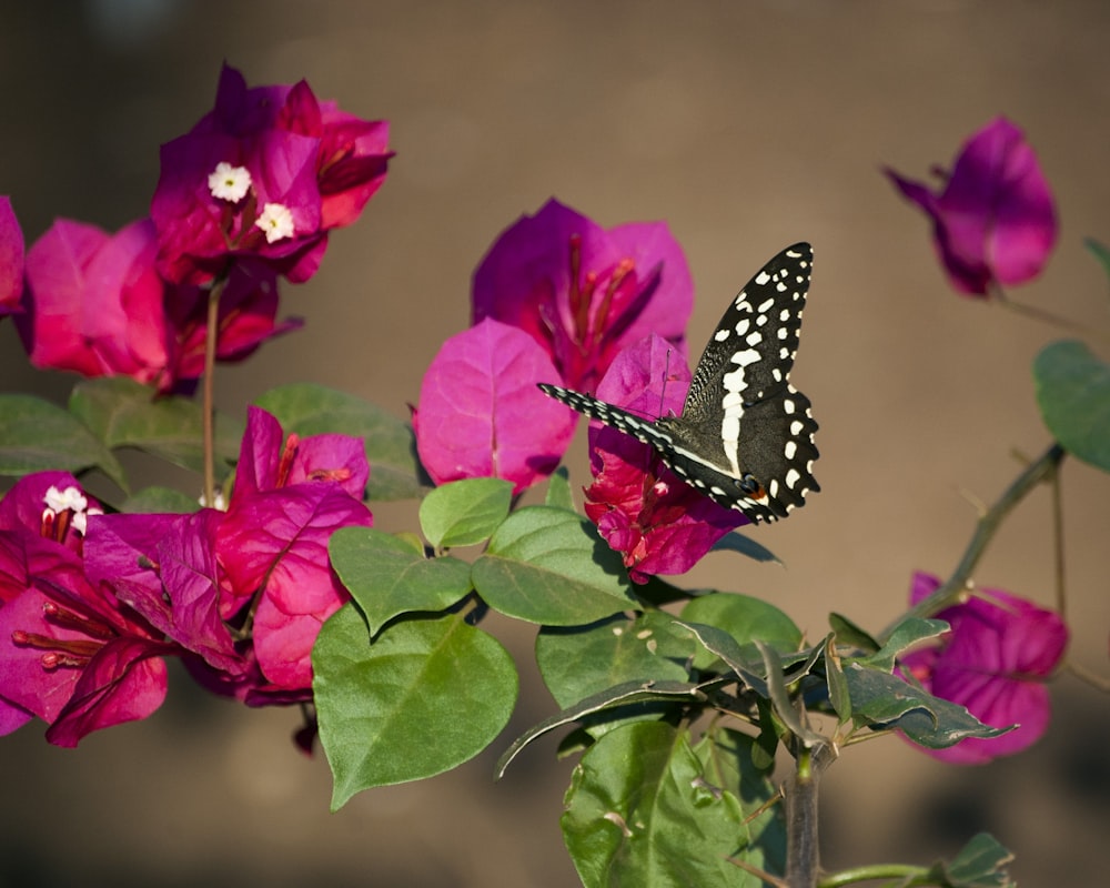 black and white butterfly on pink flower